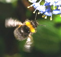 bee3